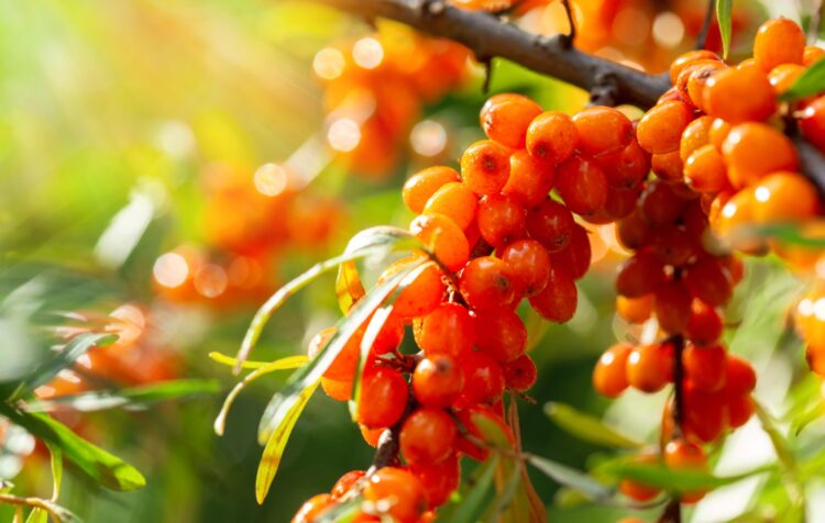 orange sea buckthorn berries still on the brush